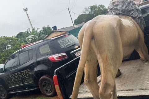 Leão furtado de hamburgueria é achado escondido no Aero Rancho