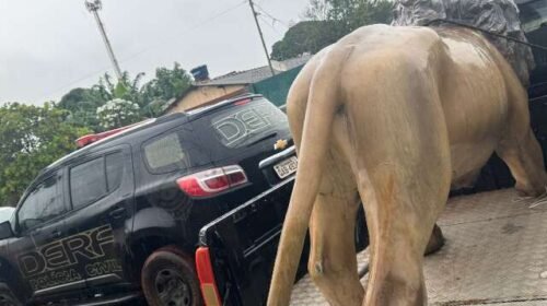 Leão furtado de hamburgueria é achado escondido no Aero Rancho