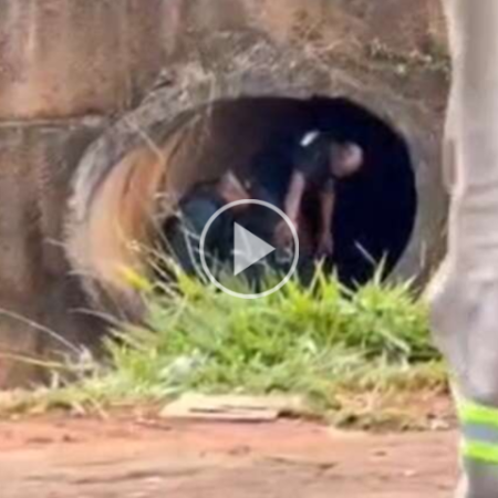 Preso em galeria do Anhanduí disse que ganharia droga por furto de carro