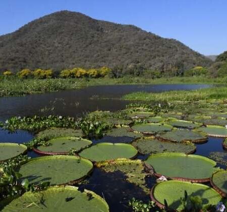 Governo amplia prazo de adesão a programa que paga por preservação do Pantanal