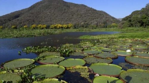Governo amplia prazo de adesão a programa que paga por preservação do Pantanal
