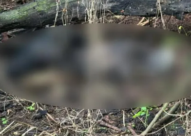 Polícia encontra corpo carbonizado em área de mata