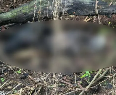 Polícia encontra corpo carbonizado em área de mata