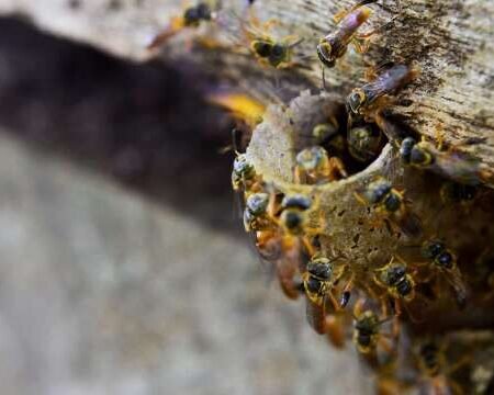 Desmatamento agora terá que incluir resgate de abelhas-sem-ferrão