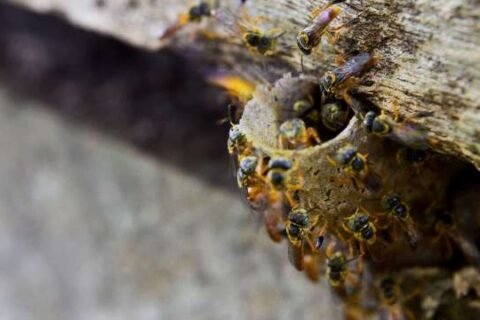 Desmatamento agora terá que incluir resgate de abelhas-sem-ferrão