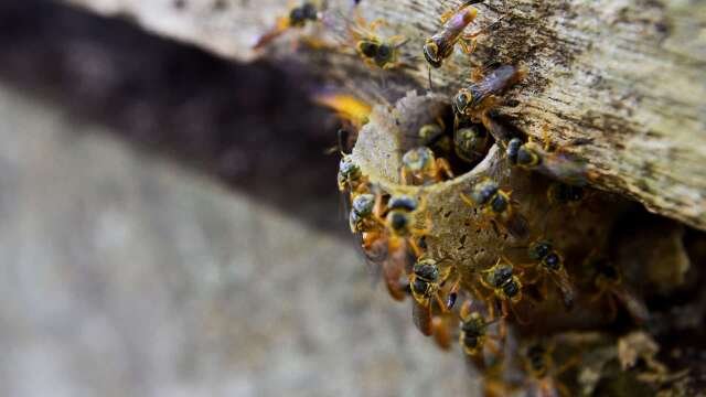 Desmatamento agora terá que incluir resgate de abelhas-sem-ferrão