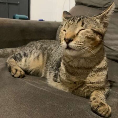 Família procura gatinho sem uma das patas, que desapareceu no Guanandi