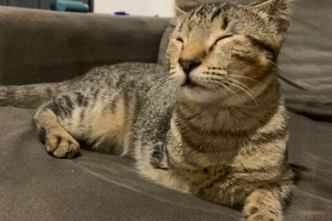 Família procura gatinho sem uma das patas, que desapareceu no Guanandi