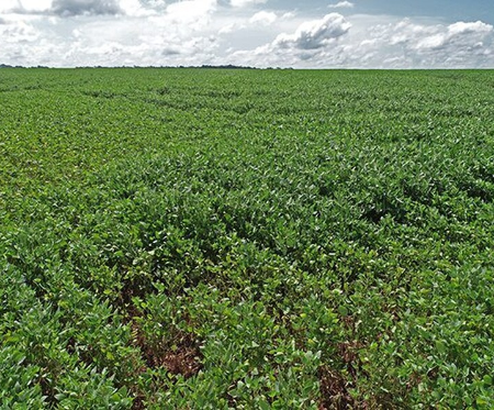 Chuvas desaceleram colheita da soja, que chega a 86,6% em MS