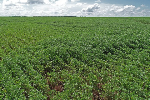 Chuvas desaceleram colheita da soja, que chega a 86,6% em MS