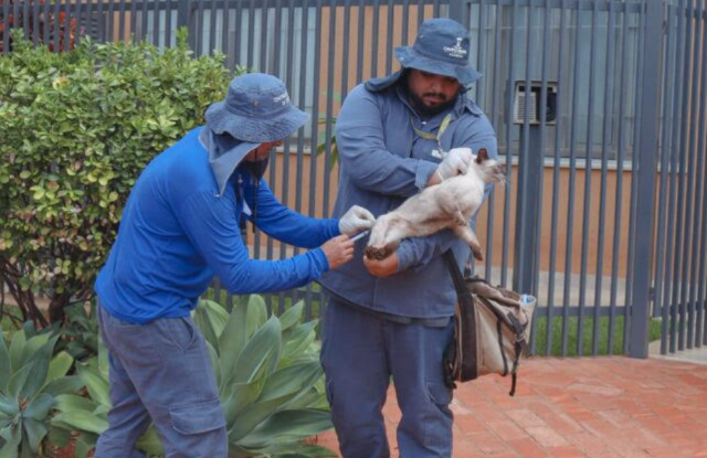 Vacinação vai de casa em casa no Maria Aparecida Pedrossian e Damha