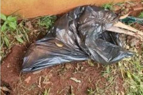 Cadela é encontrada morta em saco de lixo e tutora presa por maus-tratos
