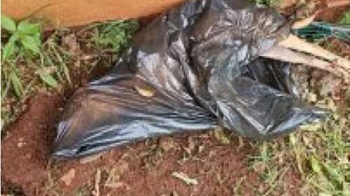 Cadela é encontrada morta em saco de lixo e tutora presa por maus-tratos