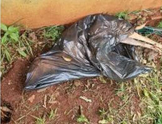Cadela é encontrada morta em saco de lixo e tutora presa por maus-tratos