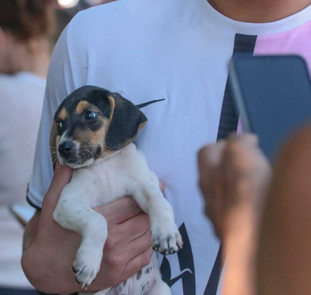 Praça da Bolívia recebe neste domingo ação de adoção de cães e gatos
