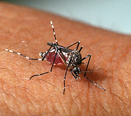 MS registra 13ª morte por chikungunya e soma 7,5 mil casos prováveis