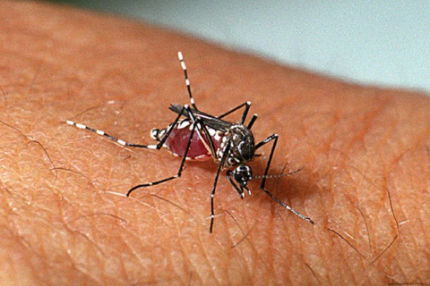 MS registra 13ª morte por chikungunya e soma 7,5 mil casos prováveis
