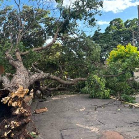 Árvore caída mantém rua interditada na Vila Glória há 16 horas