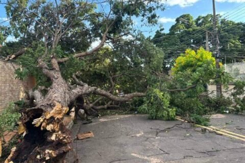 Árvore caída mantém rua interditada na Vila Glória há 16 horas