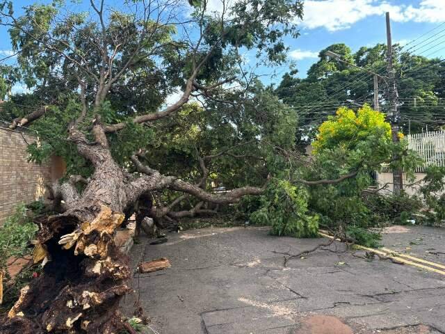 Árvore caída mantém rua interditada na Vila Glória há 16 horas