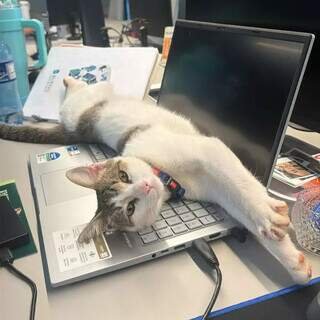 Gato vira xodó de incorporadora e até participa de reuniões da diretoria