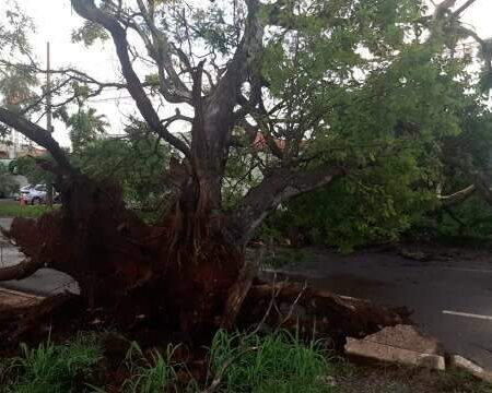 Chuva com ventos derruba árvores e arranca telhado de casa em Campo Grande