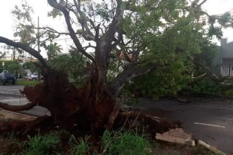 Chuva com ventos derruba árvores e arranca telhado de casa em Campo Grande