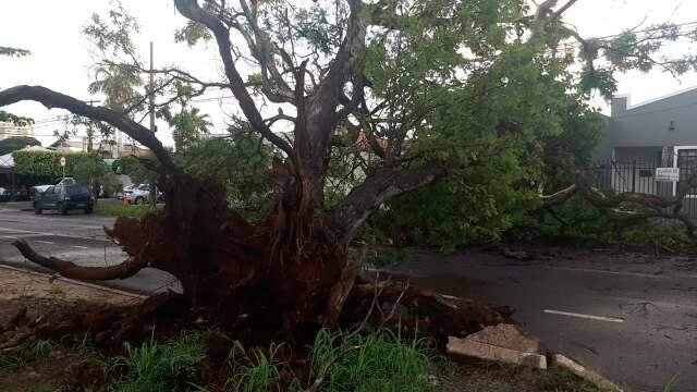 Chuva com ventos derruba árvores e arranca telhado de casa em Campo Grande