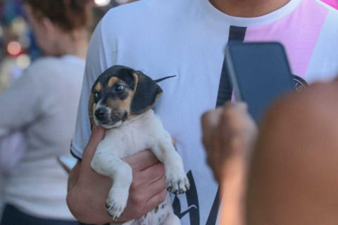 Consultório móvel atende pets no North Park a partir de segunda