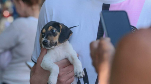Consultório móvel atende pets no North Park a partir de segunda