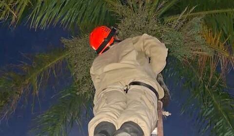 Tucano com pata enroscada na linha de pipa é resgatado em Corumbá