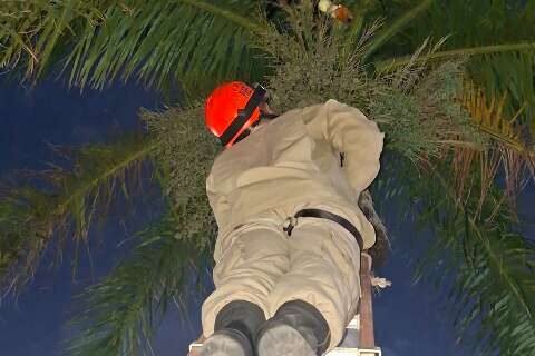 Tucano com pata enroscada na linha de pipa é resgatado em Corumbá