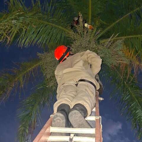 Tucano com pata enroscada na linha de pipa é resgatado em Corumbá