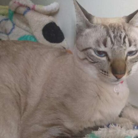 Família procura por Nata, gatinha que desapareceu na Vila Célia