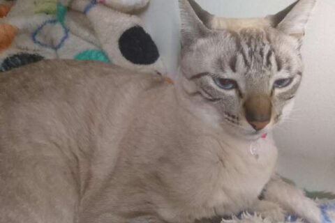 Família procura por Nata, gatinha que desapareceu na Vila Célia