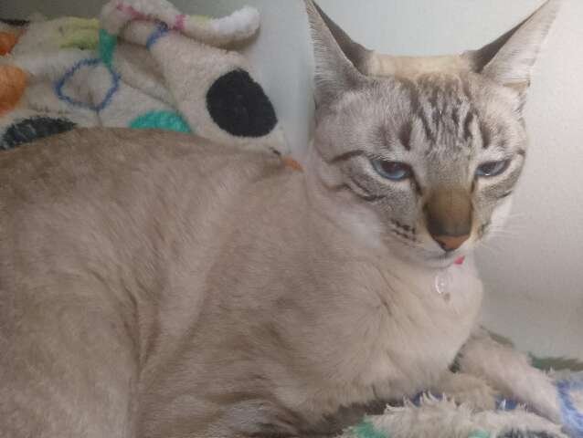 Família procura por Nata, gatinha que desapareceu na Vila Célia