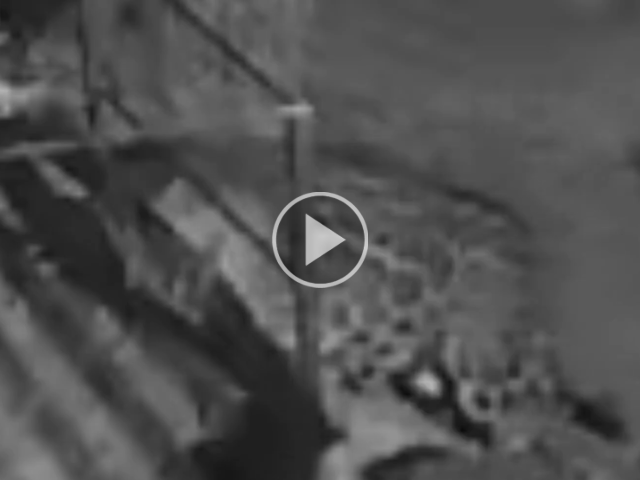 Onça invade varanda e mata cadela dentro de fazenda