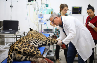 É preciso agir rápido diante das mudanças climáticas, diz fundador da Onçafari