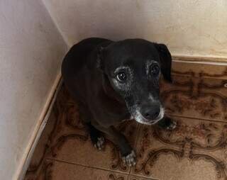 Não pode adotar? Apadrinhe um "anjo" que sobreviveu a violência em Campo Grande