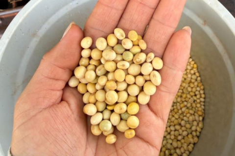 Colheita de soja em MS avança a 91,6%, mas segue atrasada