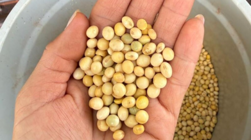 Colheita de soja em MS avança a 91,6%, mas segue atrasada