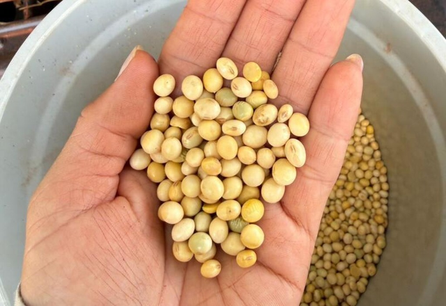Colheita de soja em MS avança a 91,6%, mas segue atrasada
