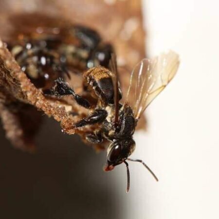 Até fungicida considerado seguro pode prejudicar abelhas, aponta pesquisa