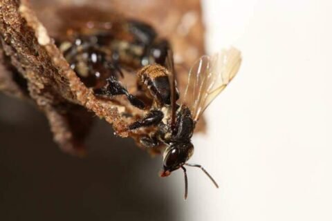 Até fungicida considerado seguro pode prejudicar abelhas, aponta pesquisa