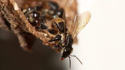 Até fungicida considerado seguro pode prejudicar abelhas, aponta pesquisa