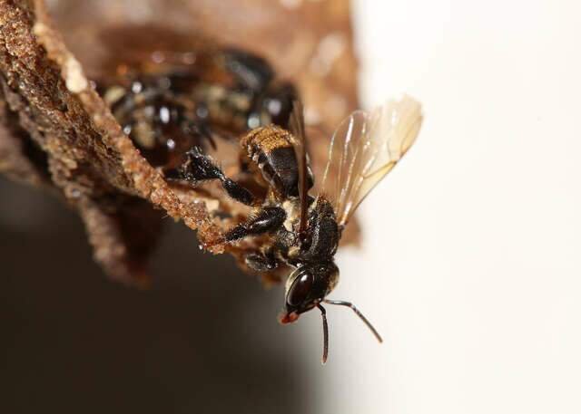 Até fungicida considerado seguro pode prejudicar abelhas, aponta pesquisa