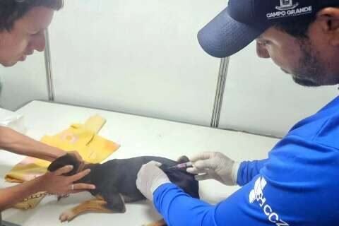 Sesau confirma 5º caso de raiva em morcego e pede vacinação de pets