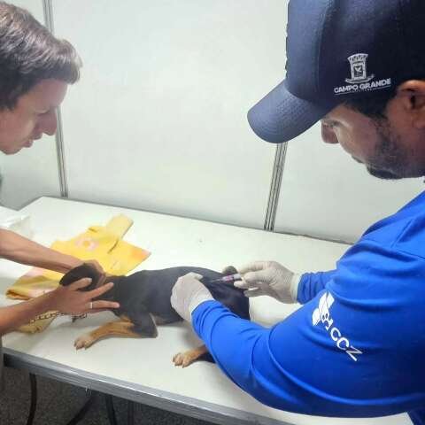 Sesau confirma 5º caso de raiva em morcego e pede vacinação de pets