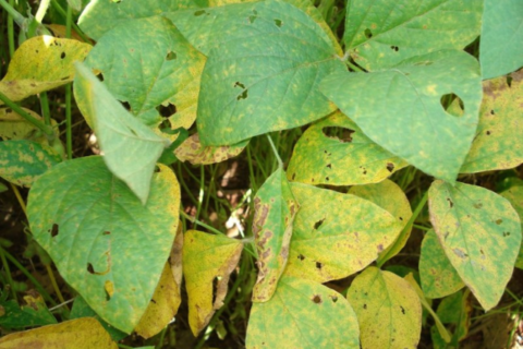 Casos de ferrugem asiática da soja sobem para 70 focos