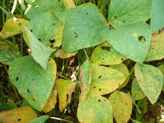 Casos de ferrugem asiática da soja sobem para 70 focos